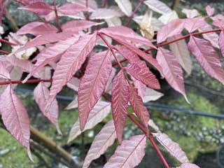 Cedrela sinensis 'Flamingo' (Chinese Toon) with pink and cream young compound leaves on red stems, grown in a pot outdoors.