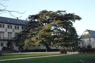 Mature Cedrus atlantica (Atlas Cedar) with broad, layered branches of dark green foliage, standing on a lawn beside a historic building with visitors nearby.