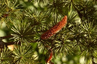 Cedrus atlantica (Atlas Cedar) branch with rosettes of green needles and an upright, reddish-brown male pollen cone in sunlight.