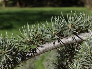 Close-up of a Cedrus atlantica (Atlas Cedar) branch with grey bark and tufts of blue-green needles, against a blurred grassy lawn.