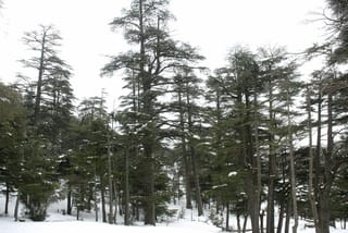 Cedrus atlantica (Atlas Cedar) trees in a snow-covered forest, with tall bare trunks and layered dark green foliage against a pale sky.