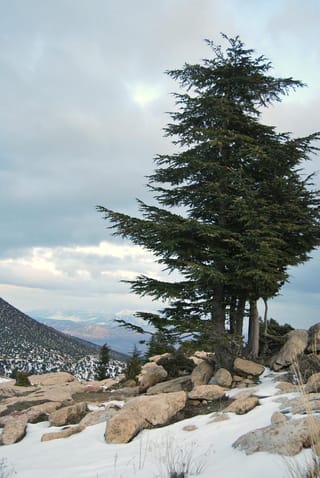 Cedrus atlantica (Atlas Cedar) growing on a snowy rocky mountainside, with layered dark green branches and distant hills under a cloudy sky.