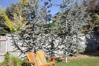 Cedrus atlantica 'Glauca' (Atlas Cedar), two young silver-blue trees with open tiered branches beside a wooden fence and an orange garden chair.
