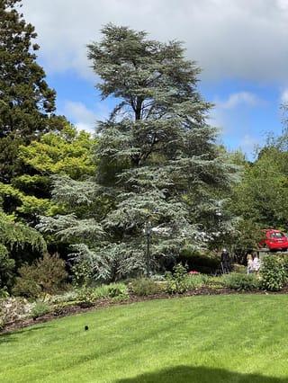 Mature Cedrus atlantica 'Glauca' (Atlas Cedar), a tall blue-green conifer with layered branches, growing above a garden bed and lawn.