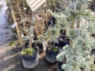Cedrus atlantica 'Glauca' (Atlas Cedar) branch with silver-blue needles in tufts, with staked young plants in black pots behind at a nursery.