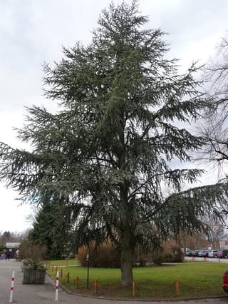 Mature Cedrus atlantica 'Glauca' (Atlas Cedar), a tall conifer with blue-green needles and layered branches, growing on a lawn beside a car park.