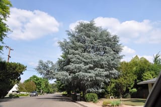 Mature Cedrus atlantica 'Glauca' (Atlas Cedar) with silvery blue-green layered foliage, growing beside a suburban street under a blue sky.