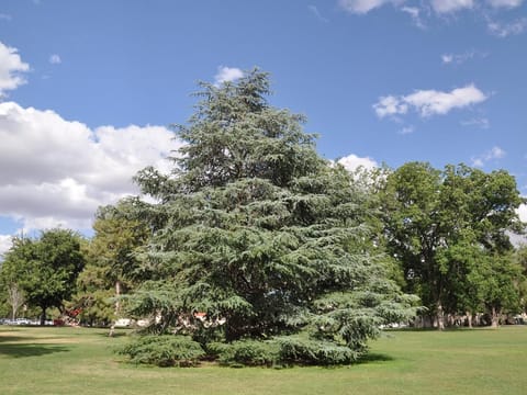 Cedrus atlantica 'Glauca'