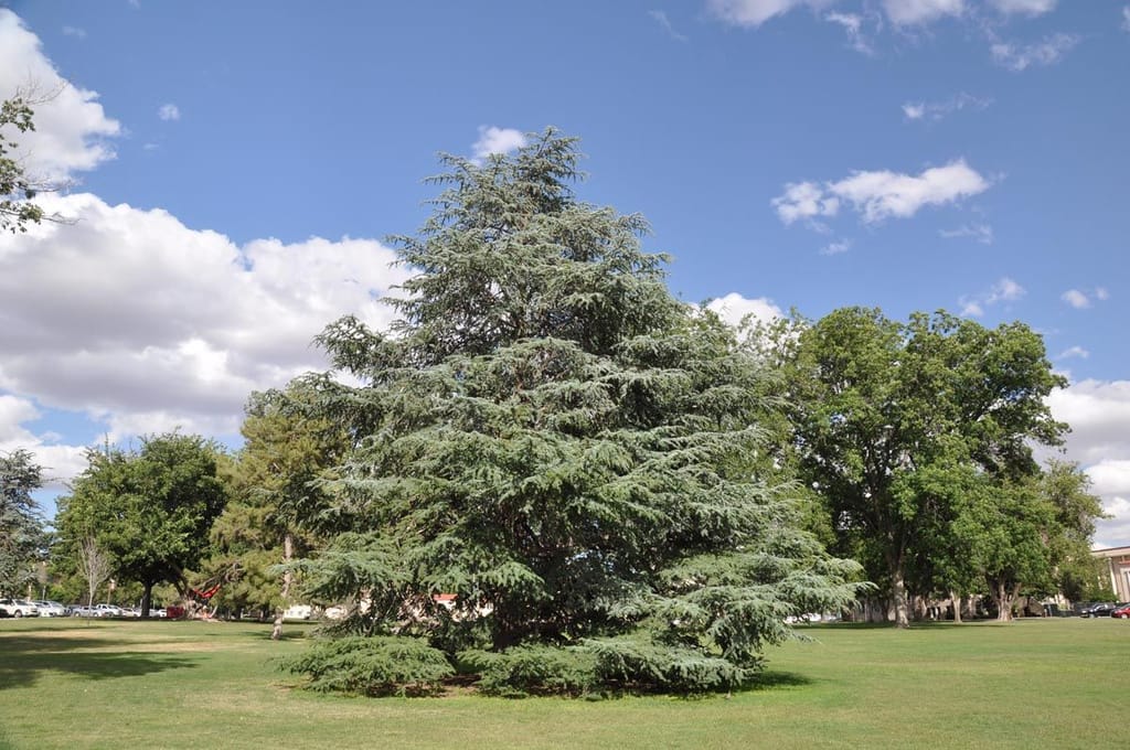 Mature Cedrus atlantica 'Glauca' (Atlas Cedar) with blue-green foliage and layered, sweeping branches, standing on an open lawn beneath a blue sky.