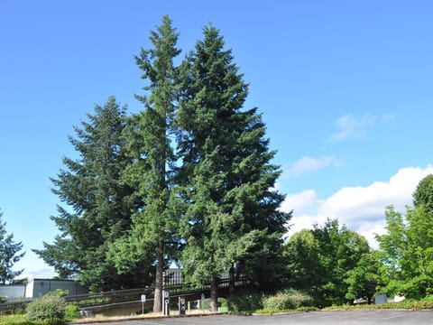 Cedrus atlantica