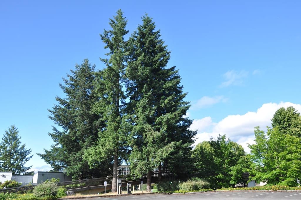 Cedrus atlantica (Atlas Cedar), tall evergreen conifers with dense dark green foliage and straight trunks, standing beside a car park under a blue sky.