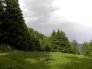 Cedrus deodara (Himalayan Cedar) trees with drooping branch tips growing on a grassy mountain slope under a grey, cloudy sky.