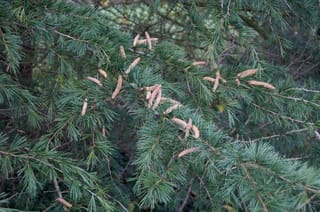 Cedrus deodara (Himalayan Cedar) branches with blue-green needle clusters and slender tan male pollen cones scattered along the stems.