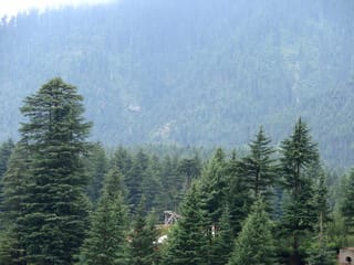 Cedrus deodara (Himalayan Cedar) trees with layered green boughs in the foreground, in front of a misty, forested mountain slope.