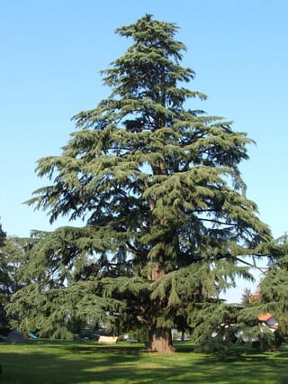 Mature Cedrus deodara (Himalayan Cedar) with a pyramidal form and drooping blue-green branch tips, standing on a lawn under clear blue sky.