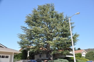 Mature Cedrus deodara (Himalayan Cedar) with a broad, layered crown of grey-green foliage, growing beside suburban houses and a street light under blue sky.