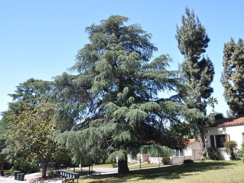 Cedrus deodara