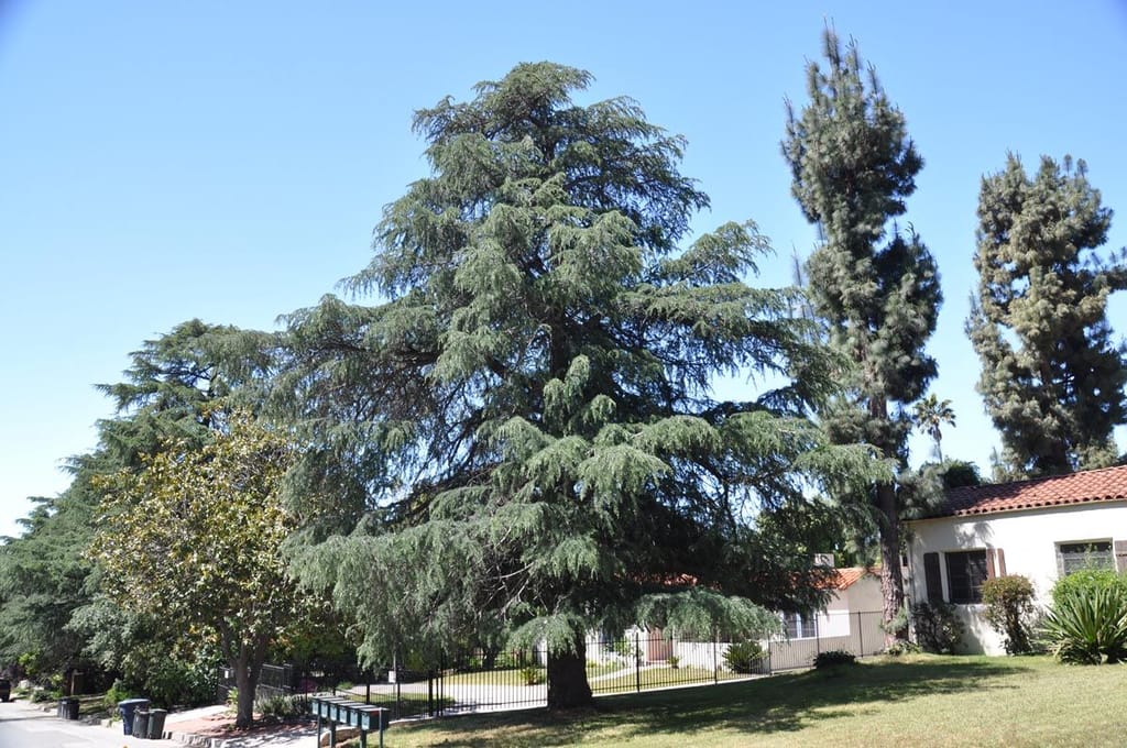 Mature Cedrus deodara (Himalayan Cedar) with a broad pyramidal crown and drooping blue-green branch tips, growing on a suburban street beside a house.