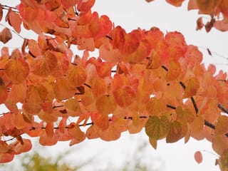 Cercidiphyllum japonicum (Katsura) branches in autumn, covered in rounded heart-shaped leaves in orange, red and apricot, with a few still green.