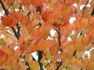 Cercidiphyllum japonicum (Katsura) branches in autumn, covered in heart-shaped leaves turning orange, red and yellow against dark stems.