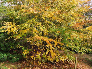 Cercidiphyllum japonicum (Katsura) in autumn, a multi-stemmed tree with heart-shaped leaves turning yellow and orange, fallen leaves covering the ground beneath.