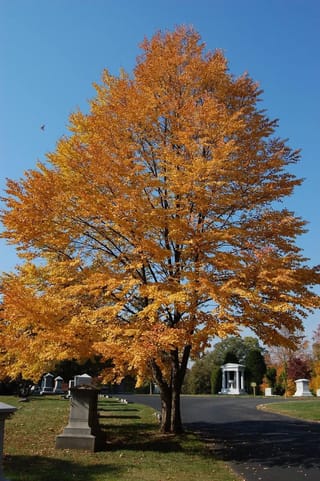 Cercidiphyllum japonicum (Katsura) in full autumn colour, a broad tree with golden-orange foliage beside a paved path and grave markers under blue sky.