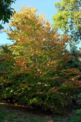 Cercidiphyllum japonicum (Katsura) tree in autumn, its rounded leaves turning from green to gold and orange against a blue sky in a garden.