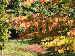 Cercidiphyllum japonicum 'Pendulum' (katsura) branches with rounded heart-shaped leaves turning from green to orange, red and yellow in autumn, above grass.