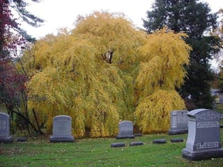 Weeping Cercidiphyllum japonicum 'Pendulum' (katsura) in autumn, its cascading branches covered in yellow leaves, growing on a lawn behind several gravestones.