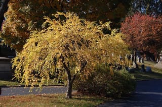 Cercidiphyllum japonicum 'Pendulum' (katsura), a small weeping tree with cascading branches of golden-yellow autumn leaves, growing beside a path with gravestones behind.