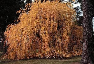 Cercidiphyllum japonicum 'Pendulum' (Katsura), a weeping tree with cascading branches covered in golden-orange autumn foliage, growing on lawn beside a dark pine trunk.