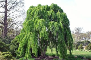 Cercidiphyllum japonicum 'Pendulum' (katsura), a weeping tree with cascading bright green spring foliage on a multi-stemmed trunk, growing in a garden lawn.