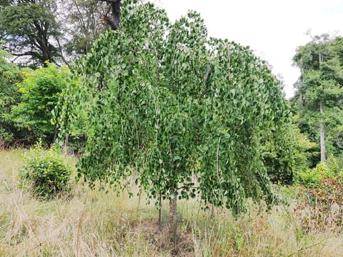 Cercidiphyllum japonicum 'Pendulum'