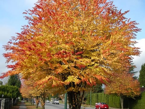 Cercidiphyllum japonicum