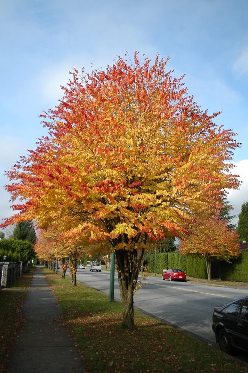 Cercidiphyllum japonicum (Katsura) in autumn, a multi-stemmed tree with yellow, orange and red foliage, growing on a grass verge beside a suburban street.