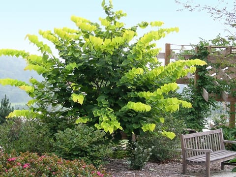 Cercis canadensis 'Hearts Of Gold'