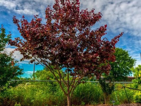 Cercis canadensis 'Merlot'