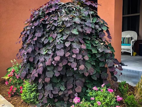 Cercis canadensis 'Ruby Falls'