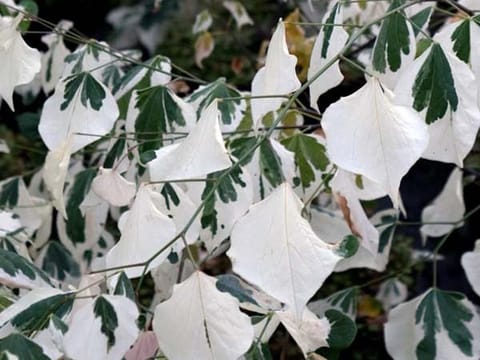Cercis canadensis 'Silver Lining'