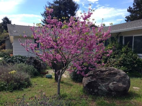 Cercis canadensis var. texensis 'Oklahoma'