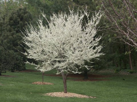 Cercis canadensis var. texensis 'Texas White'