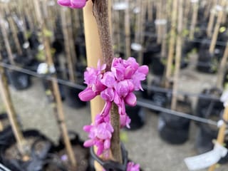 Cercis chinensis 'Avondale' (Chinese Redbud) stem with clusters of bright pink flowers on bare wood, staked in a nursery row of potted trees.