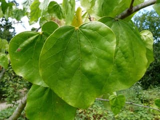 Cercis chinensis 'Avondale' (Chinese Redbud) foliage, showing large glossy heart-shaped green leaves with visible veins on slender branches against a garden background.