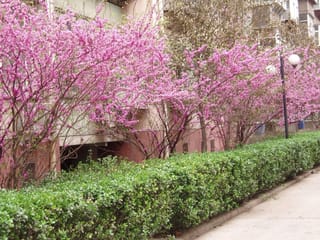 Cercis chinensis 'Avondale' (Chinese Redbud) in full spring bloom, with pink flowers covering bare branches behind a clipped green hedge beside a building.