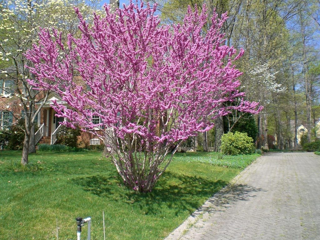 Cercis chinensis 'Avondale' (Chinese Redbud), a multi-stemmed tree covered in pink-purple spring flowers on bare branches, growing on a lawn beside a paved driveway.