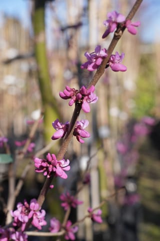Cercis chinensis 'Avondale' (Chinese Redbud) bare brown stem with clusters of small cerise-pink flowers, photographed against a blurred nursery background.