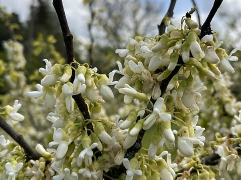 Cercis siliquastrum 'Alba'