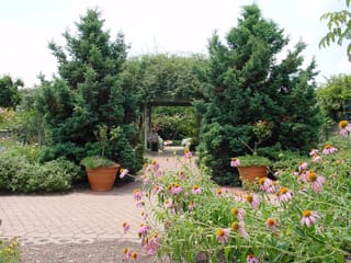 Chamaecyparis pisifera 'Boulevard' (Sawara Cypress), two dense dark green conical conifers flanking a garden arbour, with pink coneflowers and terracotta pots beside a brick path.