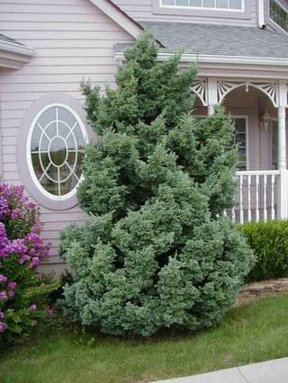 Chamaecyparis pisifera 'Boulevard' (Sawara Cypress), a dense conical evergreen with soft blue-green foliage, growing beside a pale house with purple flowers nearby.