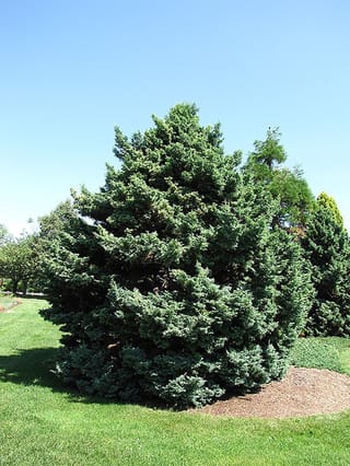 Chamaecyparis pisifera 'Boulevard' (Sawara Cypress), a dense conical evergreen with blue-green foliage, growing on a lawn beside a mulched bed under clear sky.
